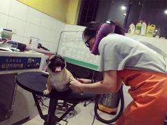 -酷狗靓猫宠物·洗护·美容·寄养(航北路店)