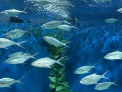 -上海海洋水族馆