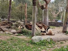 -都江堰中华大熊猫苑
