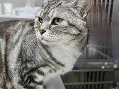 -纳吉亚猫专科动物医院·北北分院