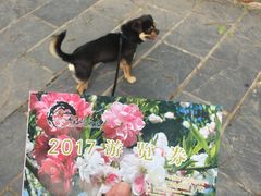 -南汇桃花村