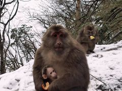 -峨眉山风景名胜区