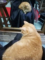-木北造型
