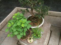 android_upload_pic-竹吟山房
