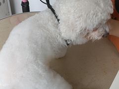 -宠颐生宠物医院·犬猫全科·皮肤科(商业街店)