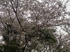 -乔家栅(襄阳南路店)