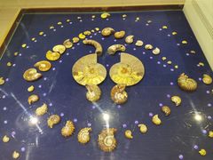 -青岛贝壳博物馆