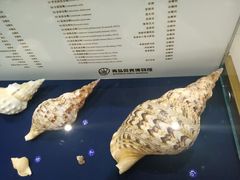 -青岛贝壳博物馆