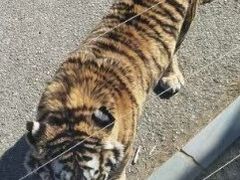 -大连森林动物园