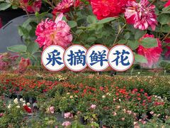 -栖露营camping·天幕烧烤·团建拓展·采摘营地