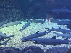 -烟台海昌鲸鲨海洋公园