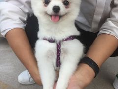 -爱诺耐芙动物医院(万博店)