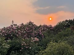 -贵州百里杜鹃风景名胜区
