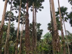 -中国科学院西双版纳热带植物园