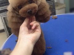 -沐沐家宠物(成寿寺店)