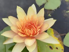 -杭州植物园