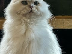 -猫猫幼稚园·撸猫·桌游·电玩