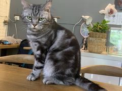 -平行世界·猫咖(首经贸店)