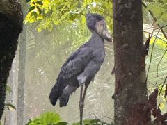 -新加坡飞禽公园