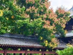 -祥源·阜阳生态乐园