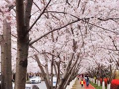 -高东镇樱花园