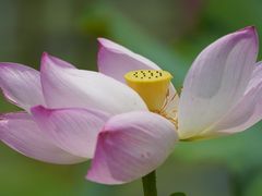 -荷花荡