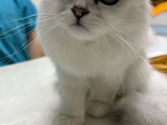 -中农国际动物医院24小时·猫科·骨科·急重症中心