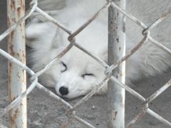 -哈尔滨北方森林动物园