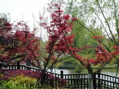 -九科绿洲