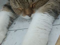 -喵园·猫主题咖啡厅·撸猫·猫咖(国贸店)