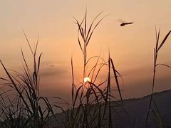 -阳台山森林公园