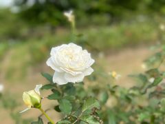 -上海辰山植物园