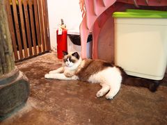 -喵屿·大理花园猫咖