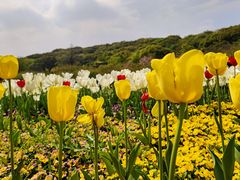 -苏州上方山国家森林公园