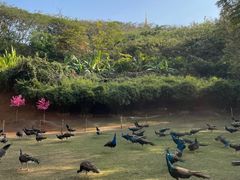 -西双版纳勐泐文化旅游区