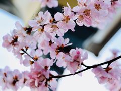 -桃花堤公园