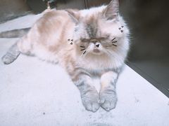 -猫色咖啡·猫咖