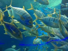 -北戴河圣蓝海洋公园