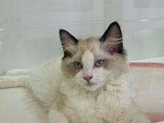 -青奢宠物·青奢猫舍