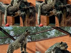 -青藏高原野生动物园