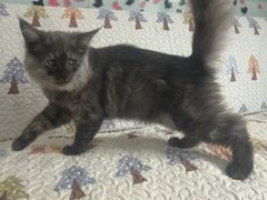 -全心全意连锁动物医院(加州店)