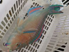 -叶姐海鲜(棋子湾店)