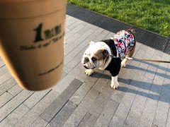 乌龙奶茶-1点点(银座和谐广场店)
