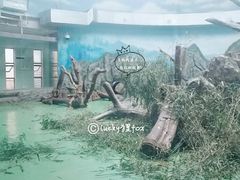景点-成都大熊猫繁育研究基地