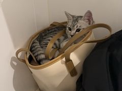 -中农大我爱我爱24h动物医院·中医针灸·猫专科·骨科医疗中心(双井店)