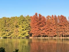 -上海海湾国家森林公园