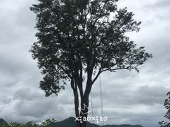 -大树秋千