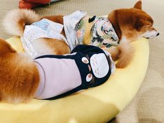 -逗柴咖啡屋·狗咖猫咖宠物桌游