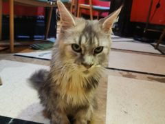 -猫色咖啡·猫咖
