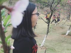 -神光山国家森林公园